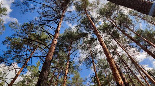 pine-tree-trunks-pine-trees-that-stretch-up-it-s-all-taken-super-wide-angle